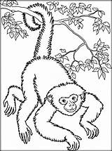 Singe Gibbon Coloriage Primate Tableau sketch template