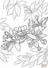Coloring Blossom Cherry Apple Pages Tree Drawing Printable Step Getdrawings sketch template