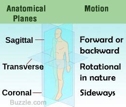 yoga sequencing principles physical therapist assistant human anatomy  physiology anatomy