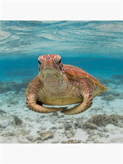turtle yoga pose poster  karamurphy redbubble