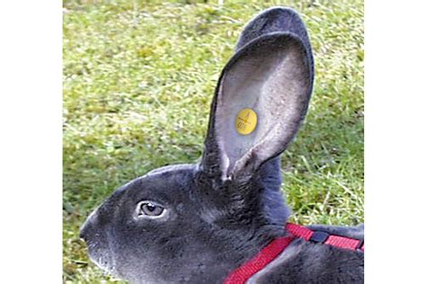 individual farm livestock management solution rabbit rfid ear tag for