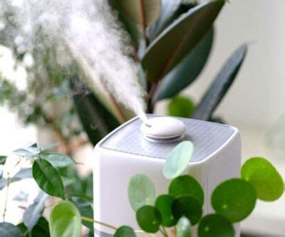 put  humidifier water  prevent mold  easy