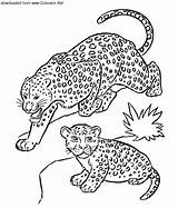 Leopard Coloring Animals sketch template