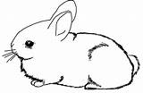 Coloring Bunny Pages Popular sketch template