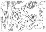 Affe Malvorlage Coloring Monkey Bild Ausmalbilder Pages Zum sketch template