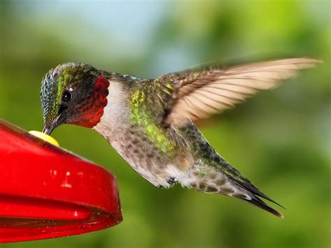 humming bird  photo  freeimages