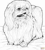 Coloring Pages Dog Apso Lhasa Printable Supercoloring Dogs Breed Drawings Animal Pekingese Super sketch template