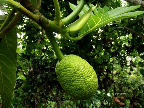 breadfruit blighs gift  jamaica   mutiny  caused insidejourneys