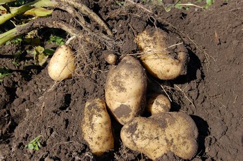 methods  growing potatoes   backyard