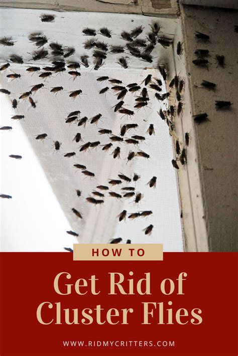 rid  cluster flies naturally  effectively