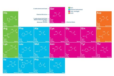 chart  amino acids    proteinogenic amino acids