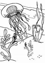 Qualle Jellyfish Malvorlagen Realistic Coloringpagesfortoddlers sketch template