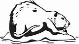 Muskrat Mammals 20clipart sketch template