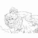 Coloring Baboon Pages Print Color Kids sketch template