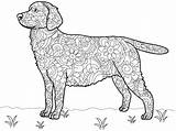 Labrador Antistress Cane Raster Malbuch Labradors Chien Kolorowanki Depositphotos St4 Koty Psy Quadro Televisivo sketch template