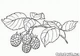 Raspberries Coloring Berries Pages Colorkid Gif sketch template