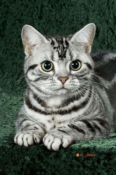 photo affordablecatcare american shorthair cat cat breeds domestic cat