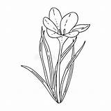 Crocus Floristics sketch template