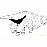 Anteater Mighty sketch template