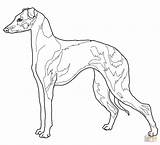 Coloring Greyhound Pages Whippet Italian Dog Hound Face Pointer Shorthaired German Color Drawing Getcolorings Colorings Getdrawings Fascinating Dogs Printable Template sketch template