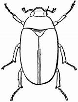 Beetle Clipart Clip Bugs Beetles Bug Outline Insect Cliparts May Drawings June Leaf Large Library Etc Gif Clipartmag Often Called sketch template