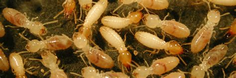 signs  termites   home ehrlich pest control