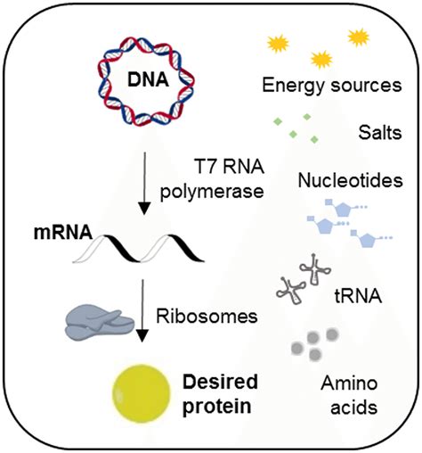 single cell protein production