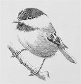 Hatching Drawing Cross Easy Sketch Pen Ink Drawings Coombs Barry Paintingvalley Workshops Sketches Birds sketch template
