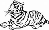 Tiger Coloring Sumatran Sitting Its Posture Designlooter Pages 367px 56kb Visit sketch template