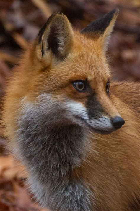 red tail fox ideas  pinterest fox foxes  red fox