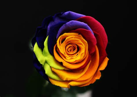 rose rainbow somptueuse paris fleurs de prestige