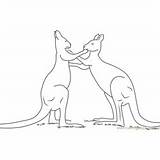 Fighting Kangaroo Coloring Play Males Adult Red Pages Coloringpages101 Kangaroos Kids sketch template