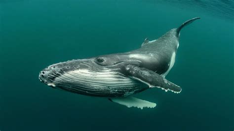 whale animals humpback whale underwater  wallpaper hdwallpaper