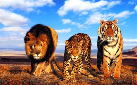 Lion And Tiger Wallpaper Cool Hd Wallpapers
