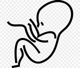 Fetus Clipart Womb Baby Embryonic Prenatal State Coloring 20clipart Pregnancy Cartoon Embryo Drawing Clipartmag Clipground Flyclipart Favpng sketch template