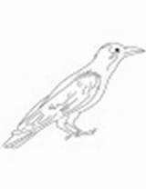 Crow Coloring Intelligent Thirsty sketch template