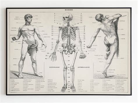 human anatomy poster anatomy prints macabre art medical etsy