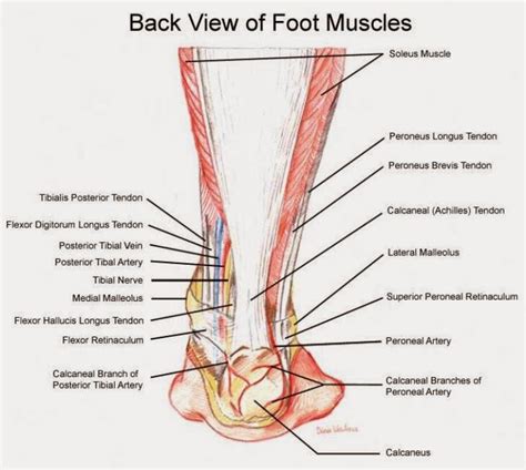 foot muscle anatomy anatomy picture reference  health news