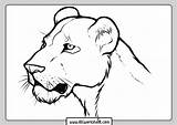 Lioness Marked Fields sketch template