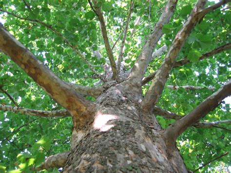 sick sycamores     anthracnose grade  tree