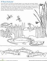 Ecosystem Pond Habitat Freshwater Habitats Ecosistemas Aquatic Wetlands Nomenclature Ecosystems Ecosistema Grado sketch template