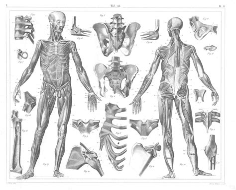 vintage anatomy illustrations   public domain   gory history
