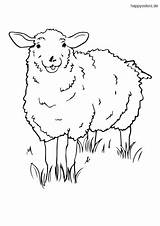 Schaf Ausmalbild Schafe Wiese Bauernhof Malvorlage Kostenlos sketch template