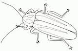 Insect Insects Antennas Long Coloring Pages2color Component Ecosystems Printing Key Fun Designs sketch template