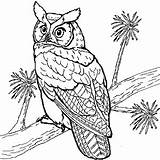 Hibou Hiboux Owls Owl Facile Colorier Duc Chouette Rapace Oiseau 2116 Hugolescargot Ccm2 Concernant Grands Adulte Colorie Primanyc sketch template