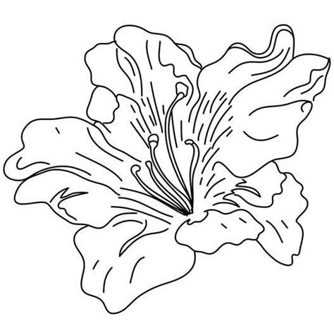 pin  coloring fun  flowers  plants flower coloring sheets