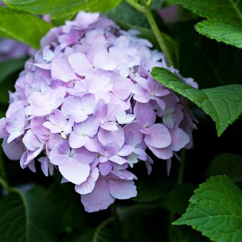 hortensia guide  tips til succes kaere hjem havehortensia smukke blomster planter