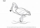 Spoonbill Draw Drawing Step Robin Birds Tutorials Drawingtutorials101 Previous Next sketch template