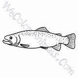 Trout Coloring Draw Pages Click sketch template