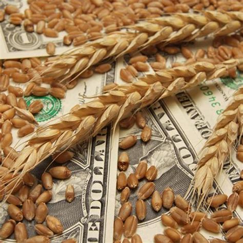 sox agro wheat futures jumps overnight investors bullish  soft red  time  years
